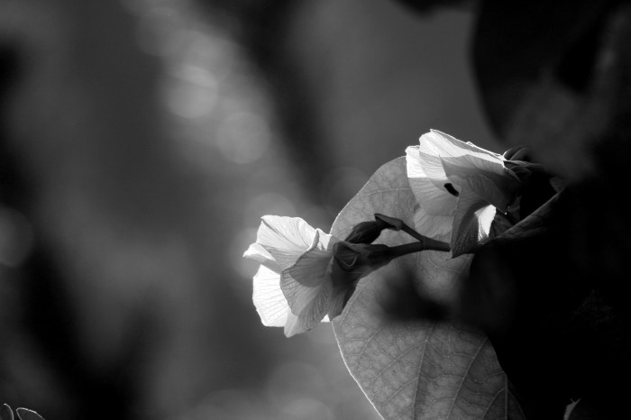 Esperando al colibrí