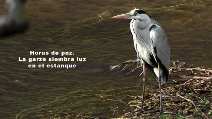 haiku-3